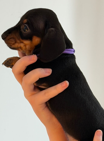 KC Registered Miniature Dachshund Puppies - Ready 30th May