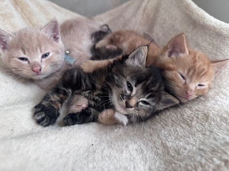 Kittens ready to leave 03/08