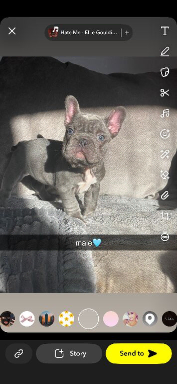 champion frenchie pups