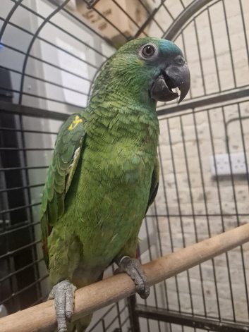AMAZONS/PARROTS/PARAKEETS AVAILABLE