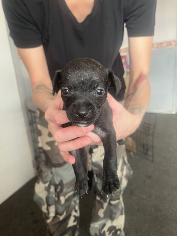 Chug x whippet