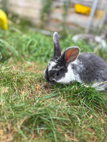 Three beautiful rabbits