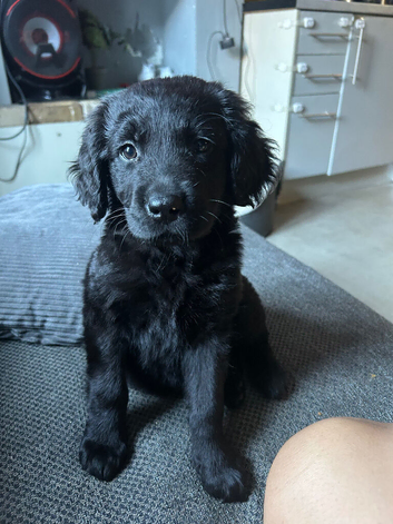 10 week old Labrador