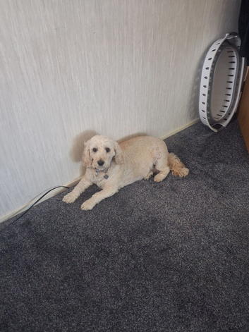 Cockapoo 6 years old
