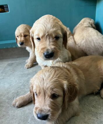 GORGEOUS LITTLE TREASURES SEEKING THEIR LOVING HOMES