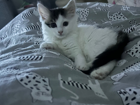 Female kitten 12 weeks old turn 12 weeks on the 28th