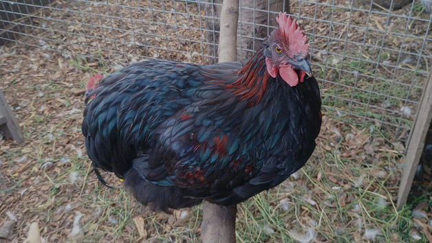 Mixed breed cockerel