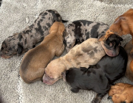 9 beautiful Baby  dash hound