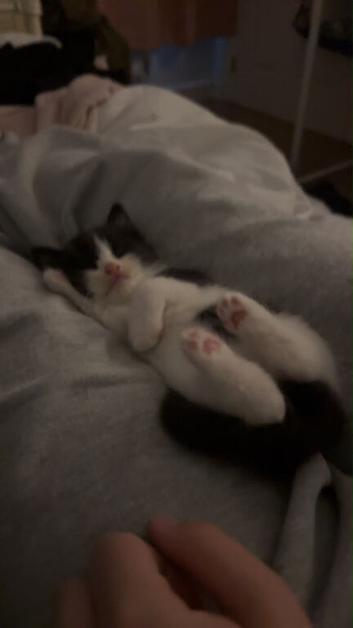 8 week old kittens