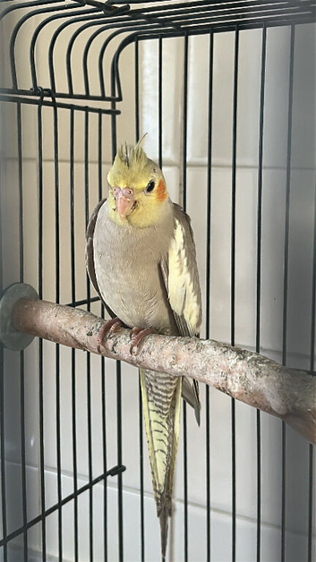 Silvercrest Cockatiels