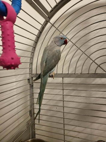 Beautiful sky blue ringneck