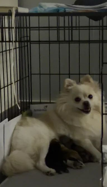 Adorable Pomeranian puppies looking for a new home
