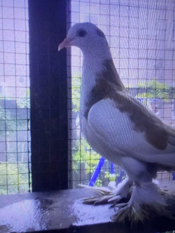 3 Yellow Muffy legged