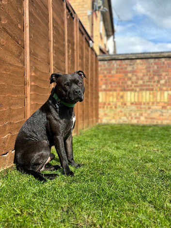 Athletic Staffy for stud (proven)
