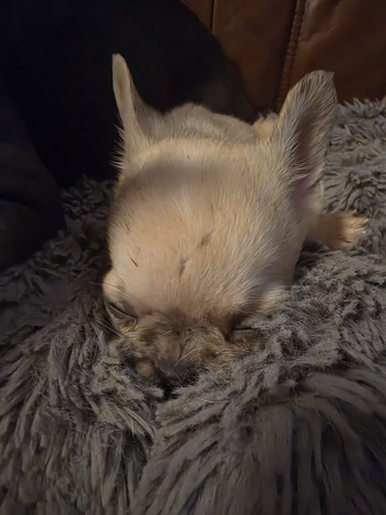 Frenchie cross