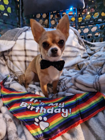 WINSTON THE CHIHUAHUA IS FOR STUD DUTIES ONLY APPLE HEAD SMOOTH BUT FLUFFY NECK
