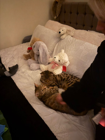 two bengal siblings boy and girl