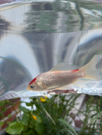Missing fish