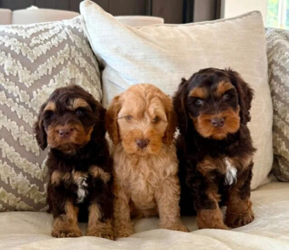 Cockapoo Puppies