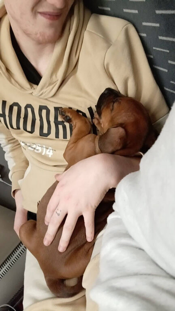 Puppy