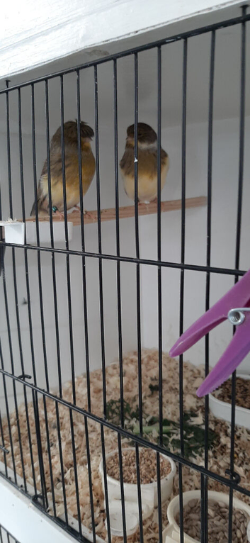 Gloster canary