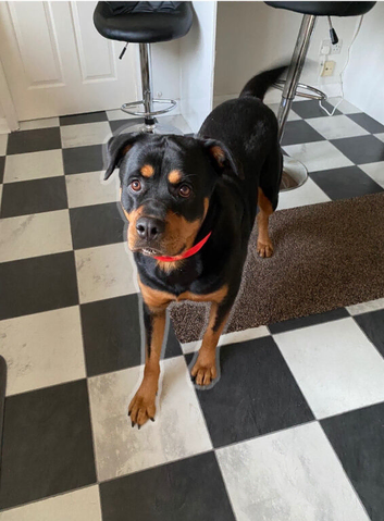 A beautiful and lovely 7 years old rotty