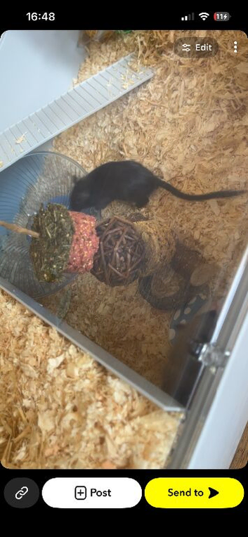 2 male gerbils need home asap