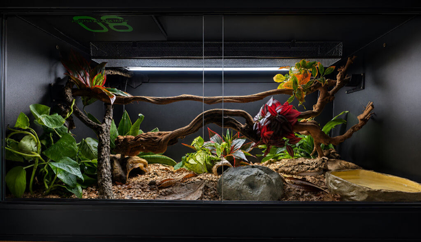 4x2x2 Bioactive Setup & Sub-Adult Ivory Royal Python