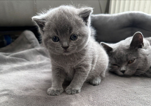 British short hair kitten