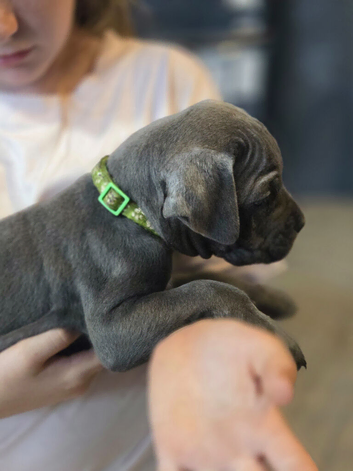 Cane corso puppies