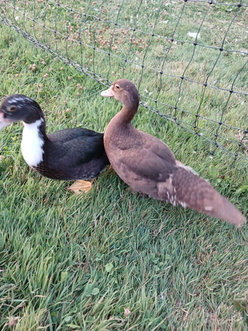 Pair of Muscovy Females for Sale
