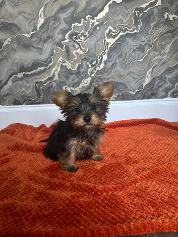 Male Yorkshire Terrier