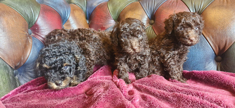 Gorgeous toy poodle puppys. Health tested parents
