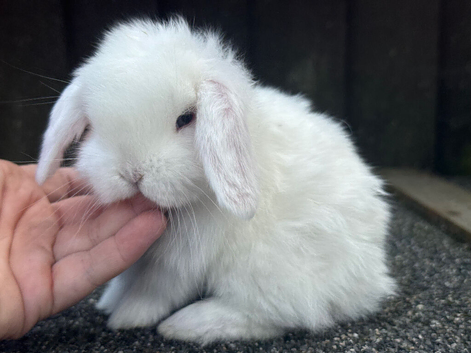 blue eyed white mini lops
