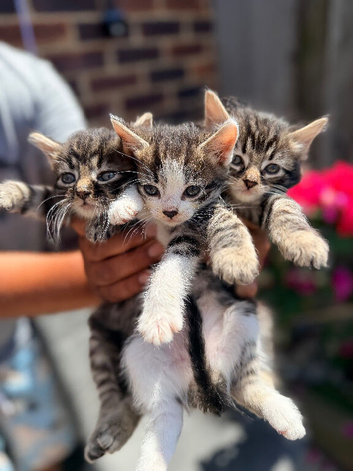 Kittens