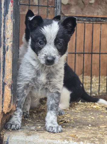 Boy Border Collie