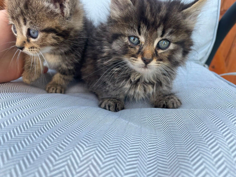 Kittens