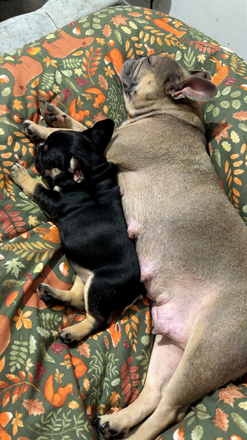 Female French bull dog