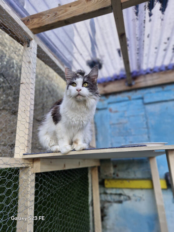 Maine coon cat for sale