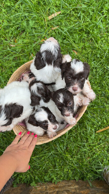 Cockapoo puppies