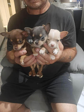 3 beautiful chihuahua puppie. 1 girl 2 boys