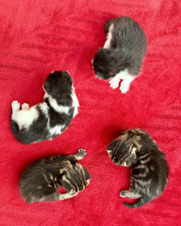 Absolutely gorgeous kittens 2 girls & 2 boys