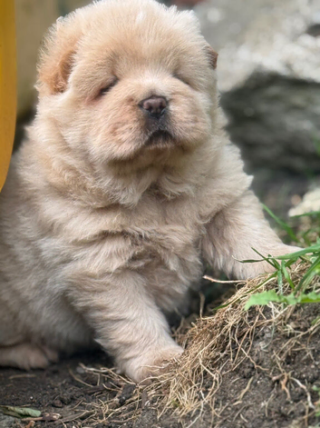Chow chow ready to go now !!!