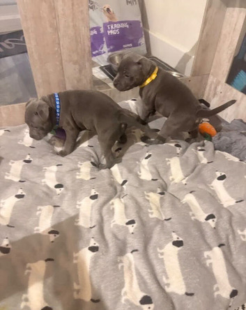 Healthy Kc Registered Blue Staffordshire Bull Terrier Puppies