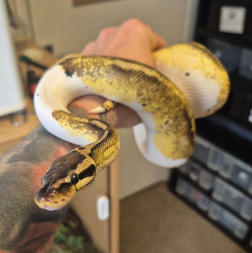 2x Royal Pythons for sale Female and Male