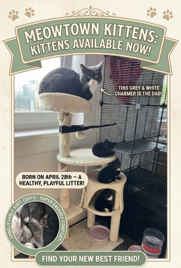 Gorgeous, Playful Tuxedo & Black Kittens Ready Soon!