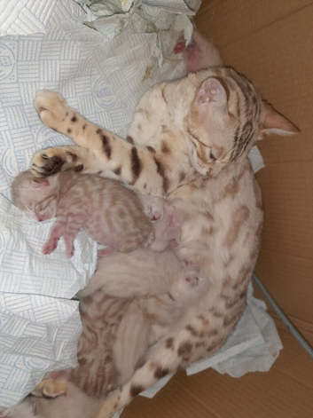 SNOW BABY CATS