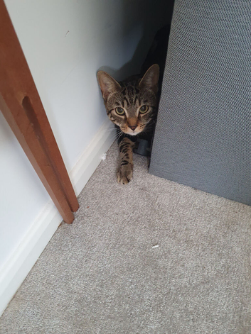 2 cats for sale