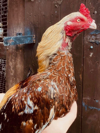 Aseel / Asil mianwali pure imported birds