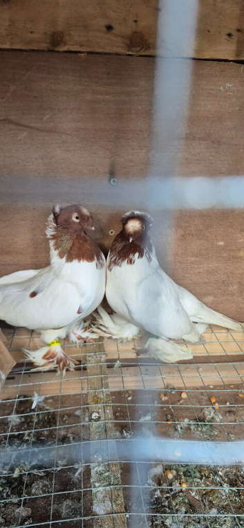 This pair for sale